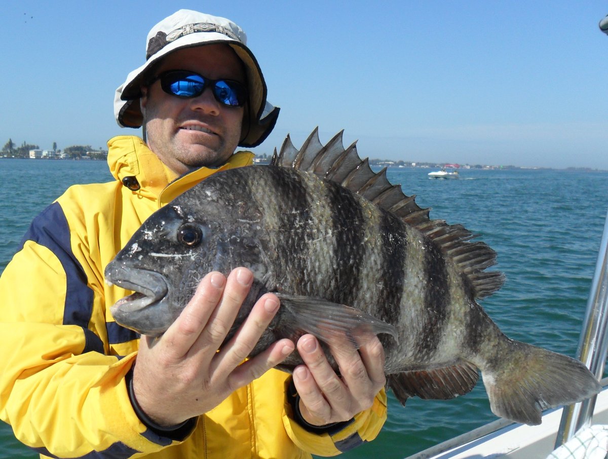 Рыба каторжник Овцеголов