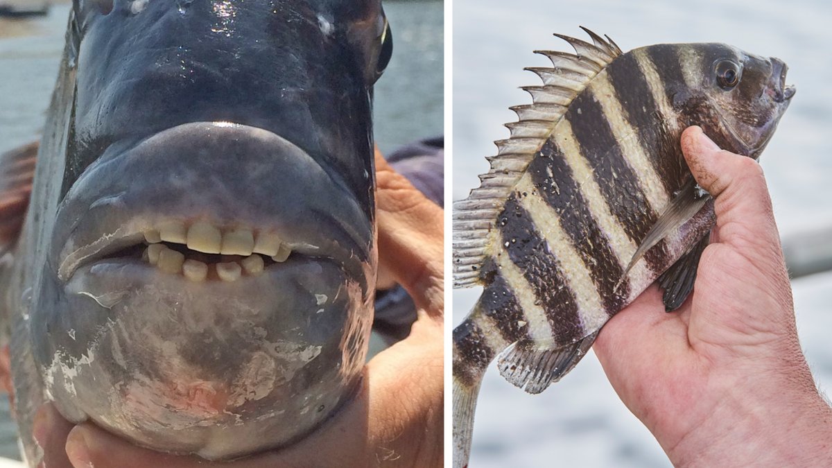 Sheepshead рыба