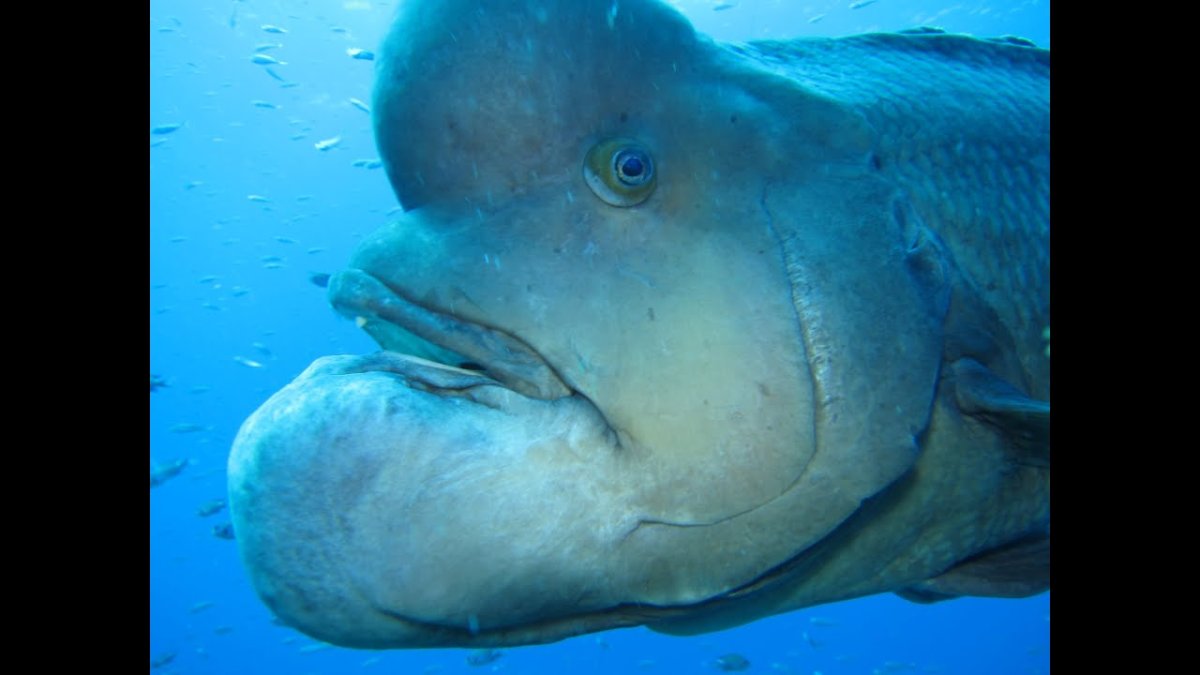 Скелет рыбы дорадо