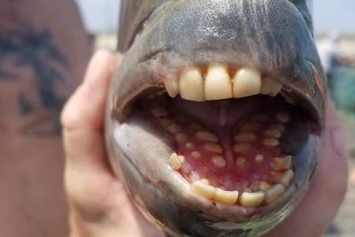 Озеро Виктория пираньи