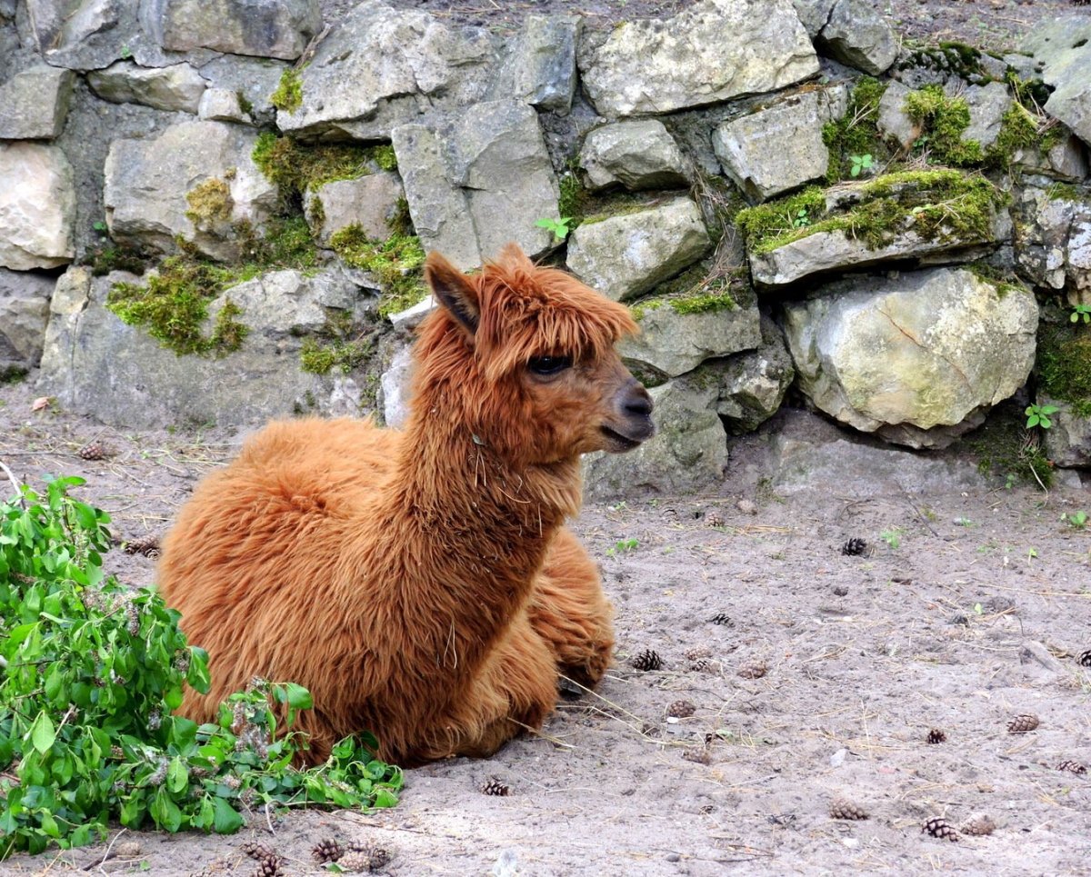 Санкт-Петербург лама зоопарк