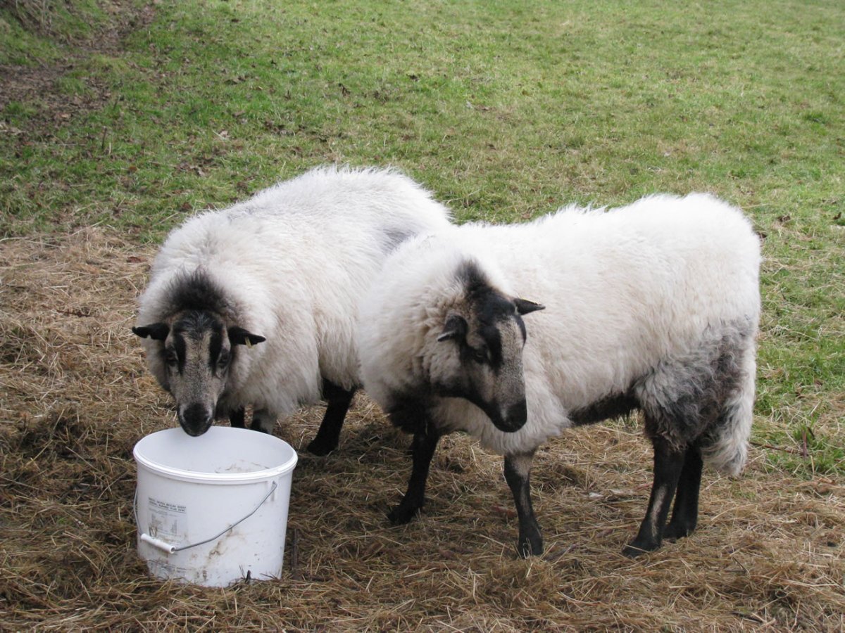 Тоскана порода овец