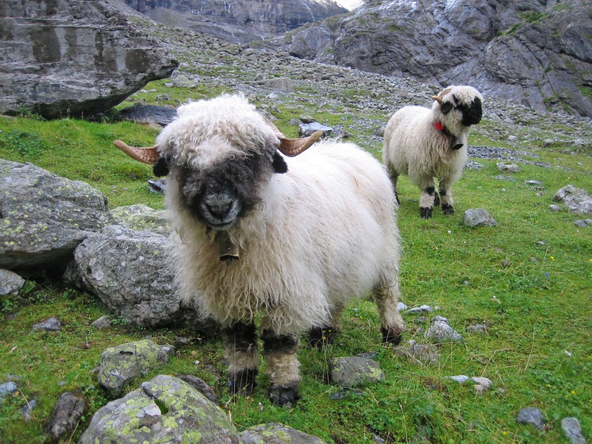 Тоскана порода овец