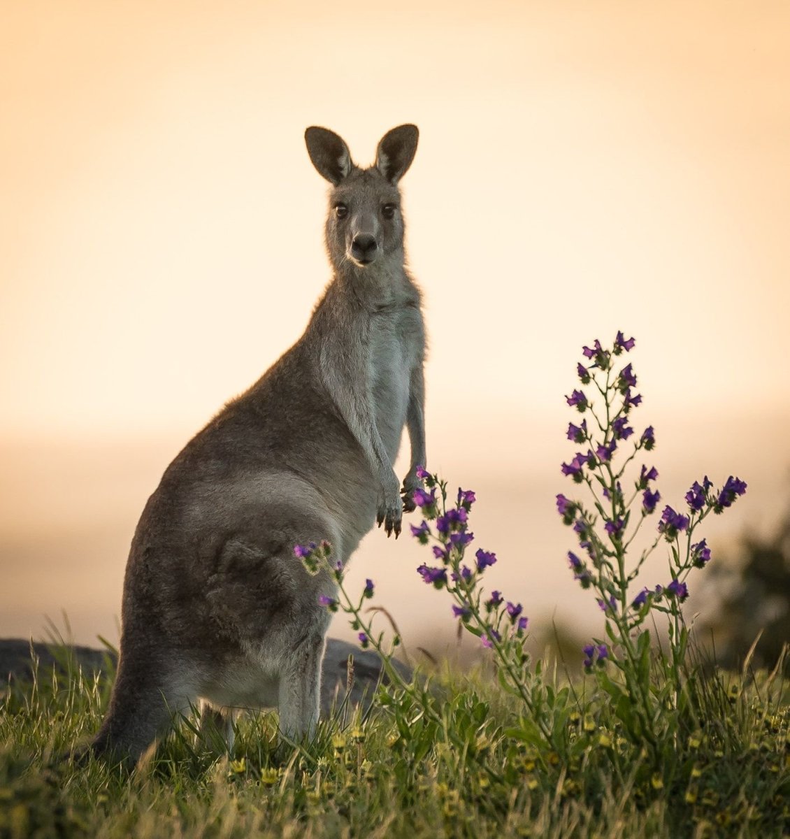 Красивый кенгуру