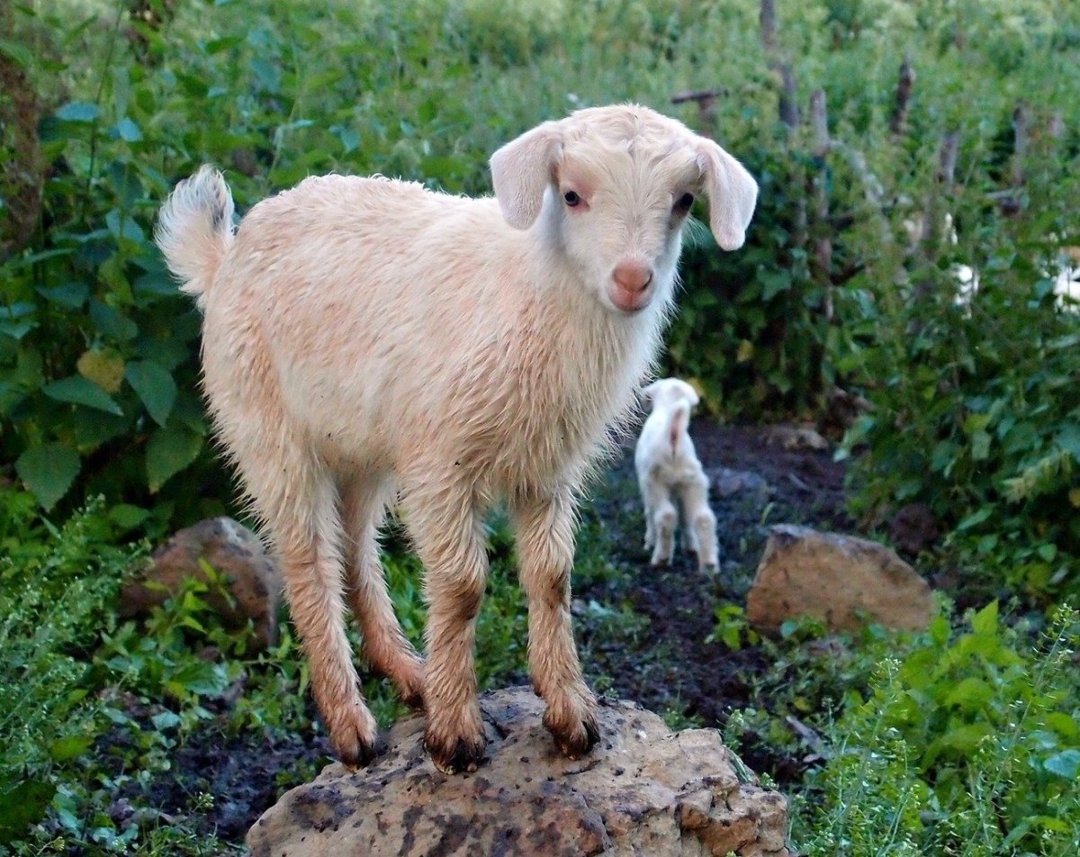 Ягненок Тоскана