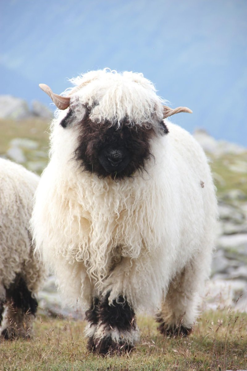 Тоскана коза