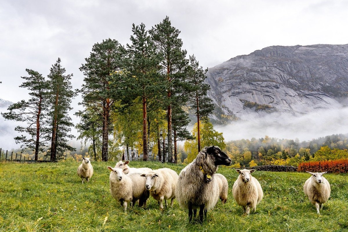 Овцеводство Италия Тоскана