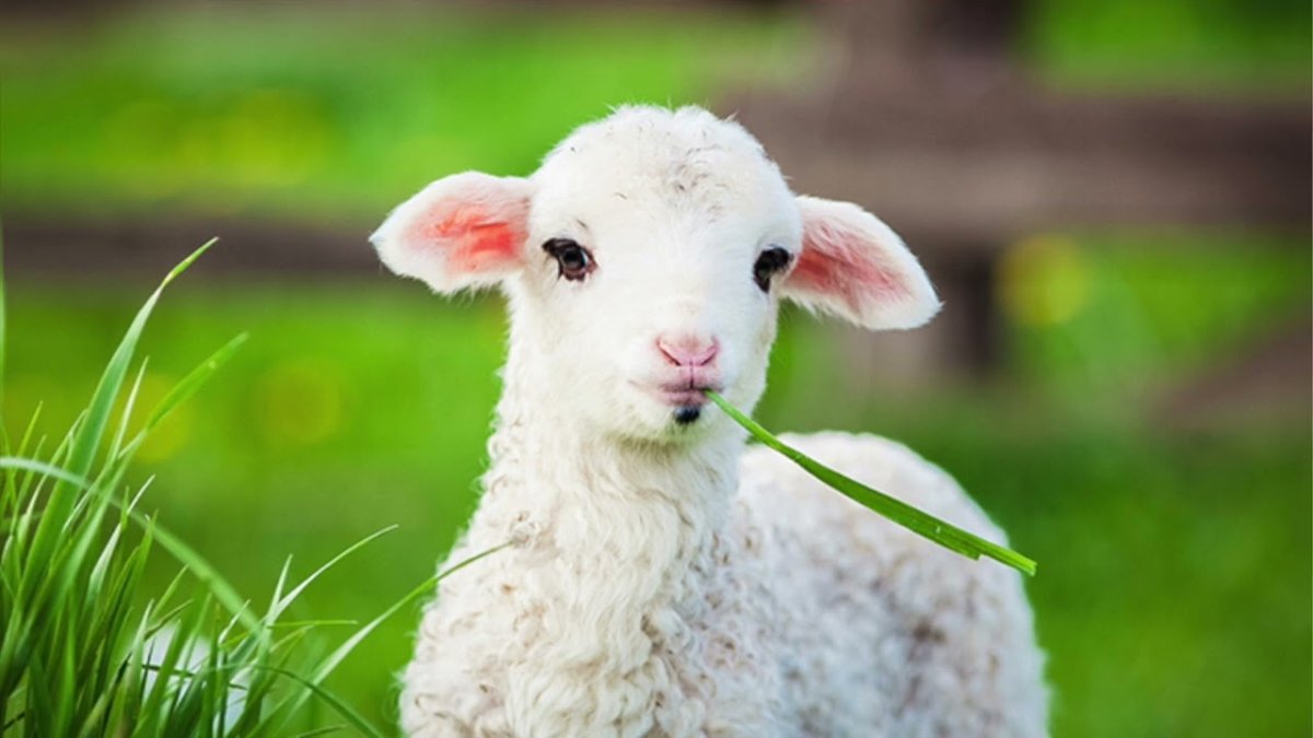 Тоскана фото животное