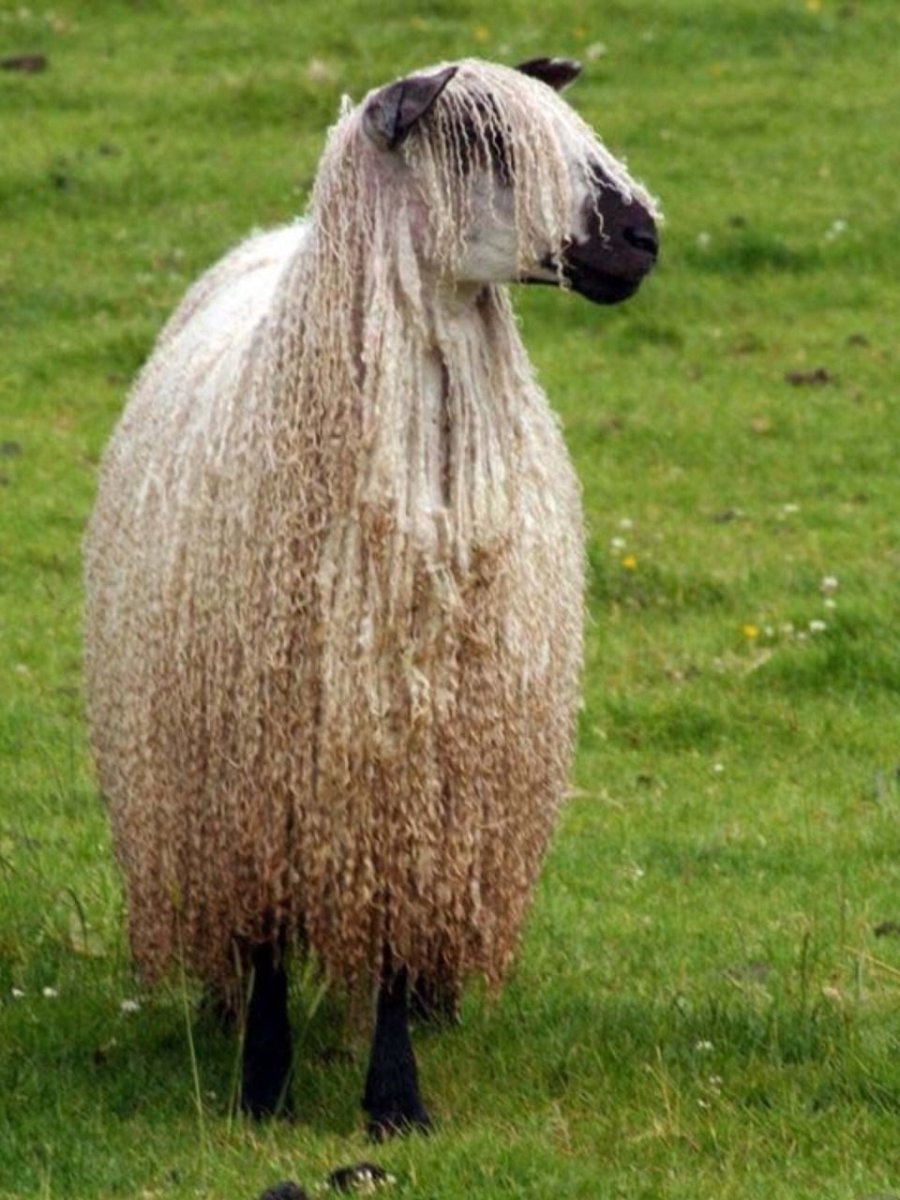 Порода овец Линкольн