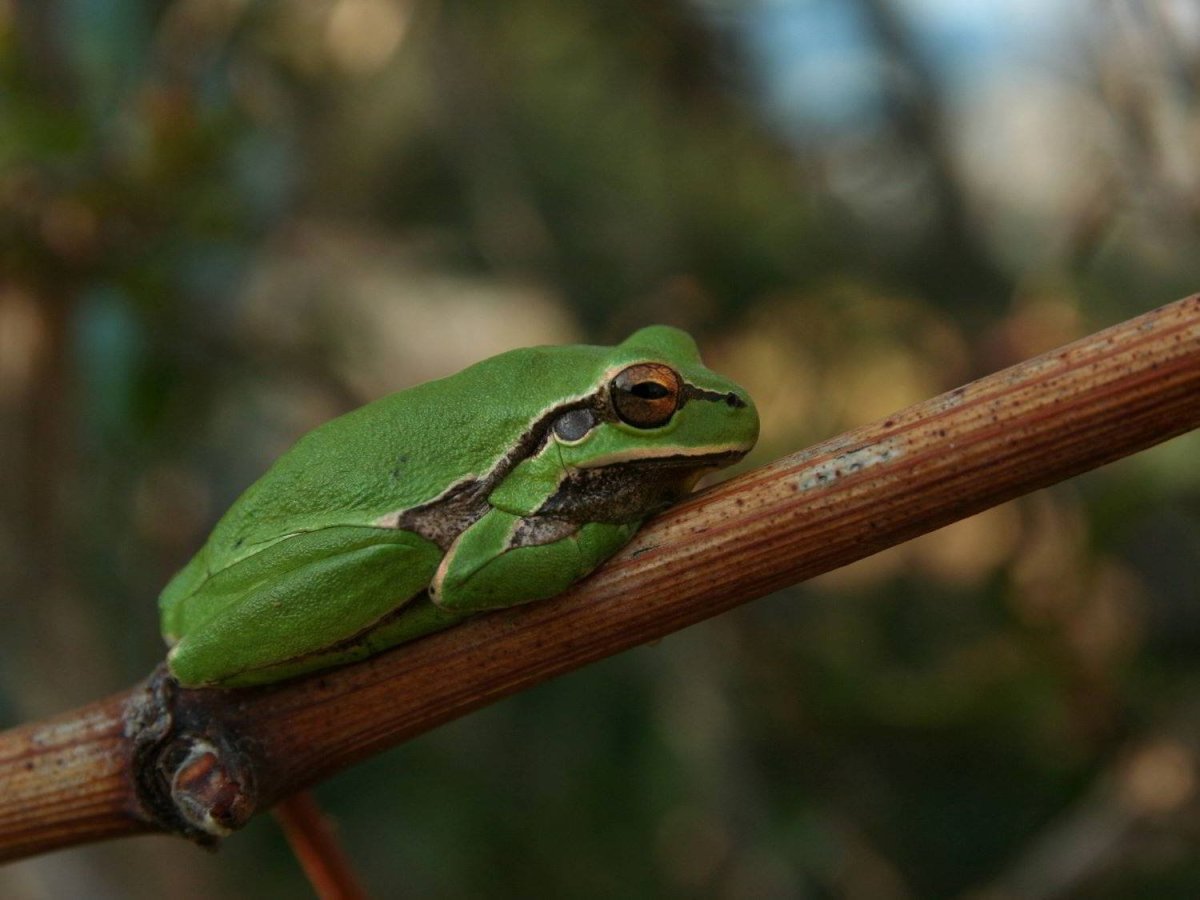 Квакша присоски