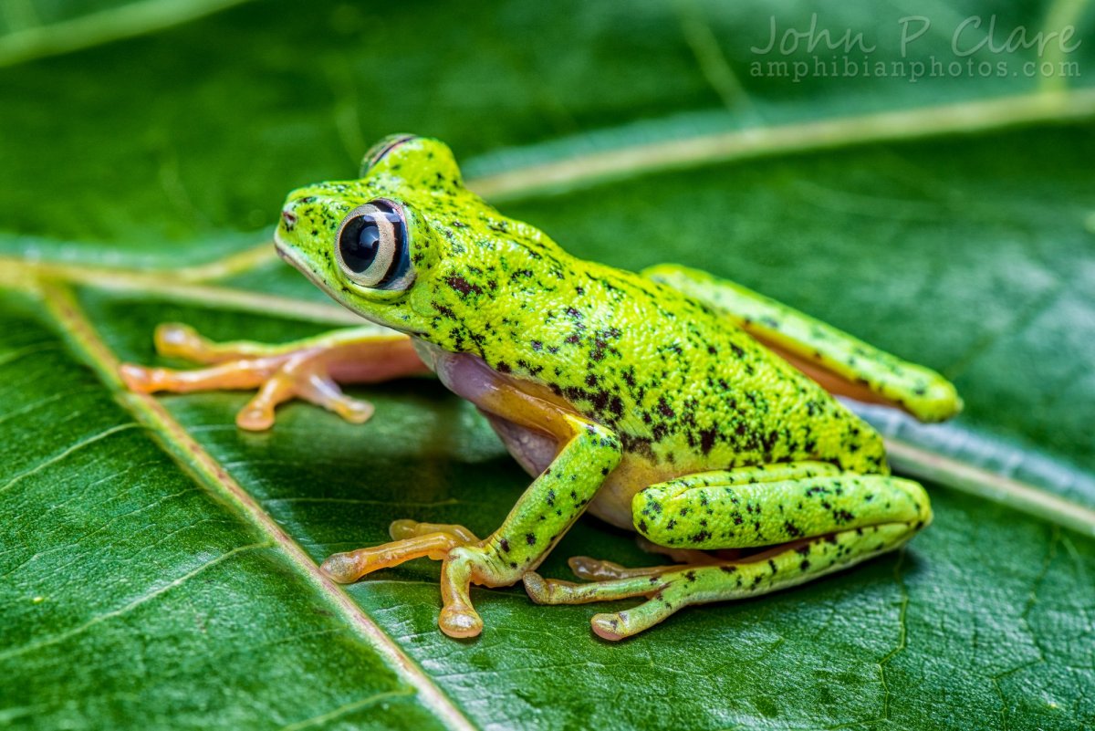 Лягушки Жабы квакши