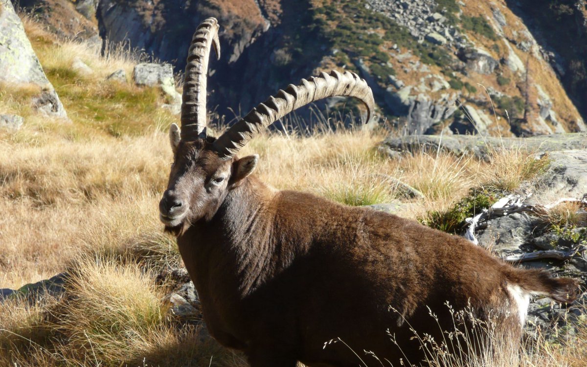 Ибекс козел