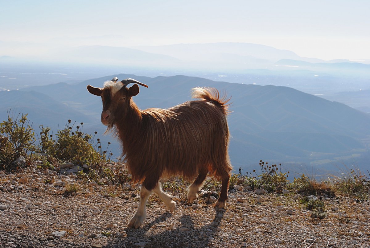 Тоскана козлик