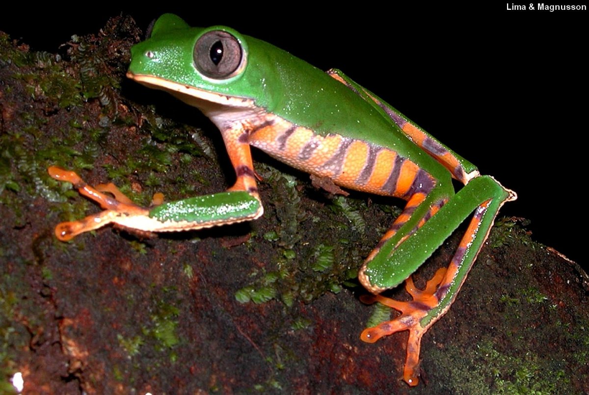 Лемурова Филломедуза лягушка