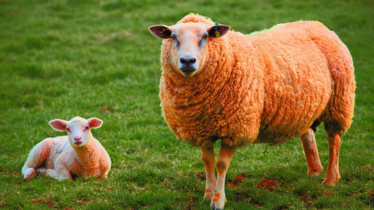 Тоскана овца