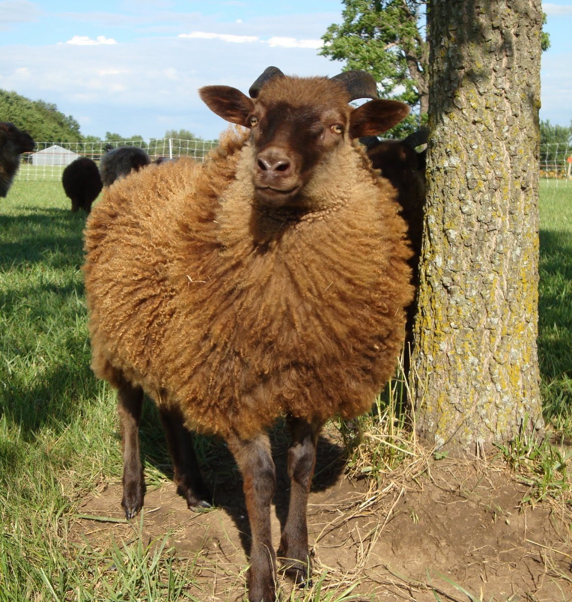 Тоскана овца