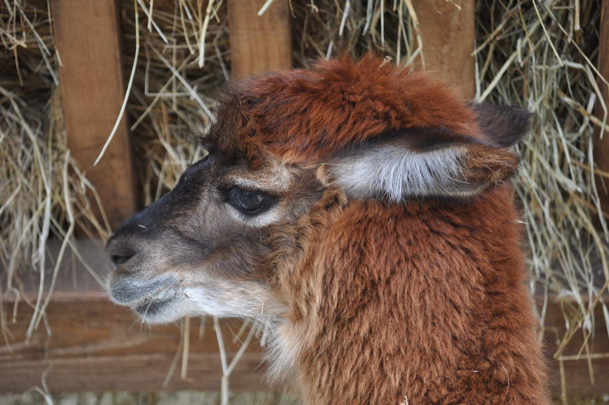 Альпака коричневая Зверопой 2
