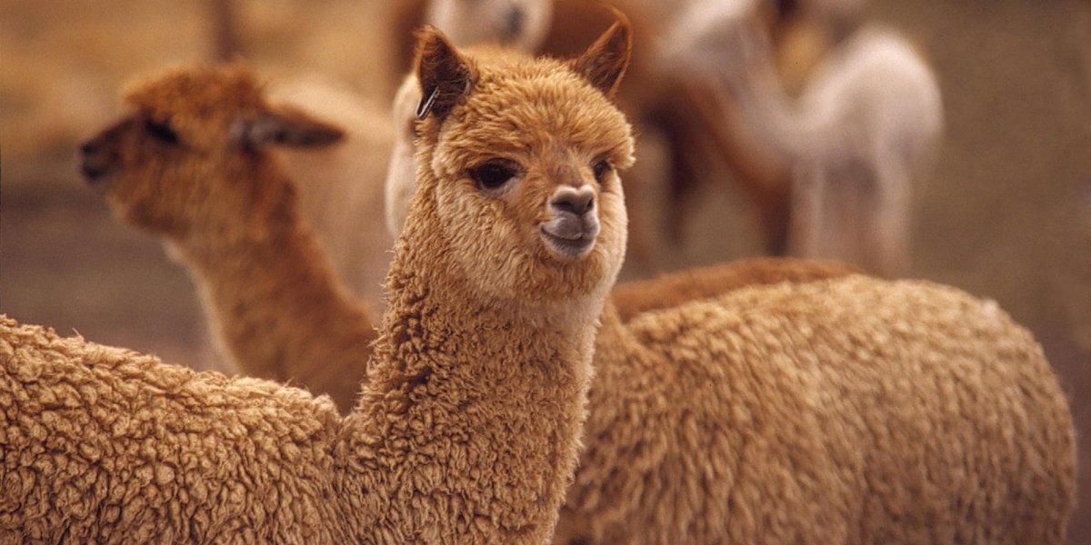 Альпака эндемик