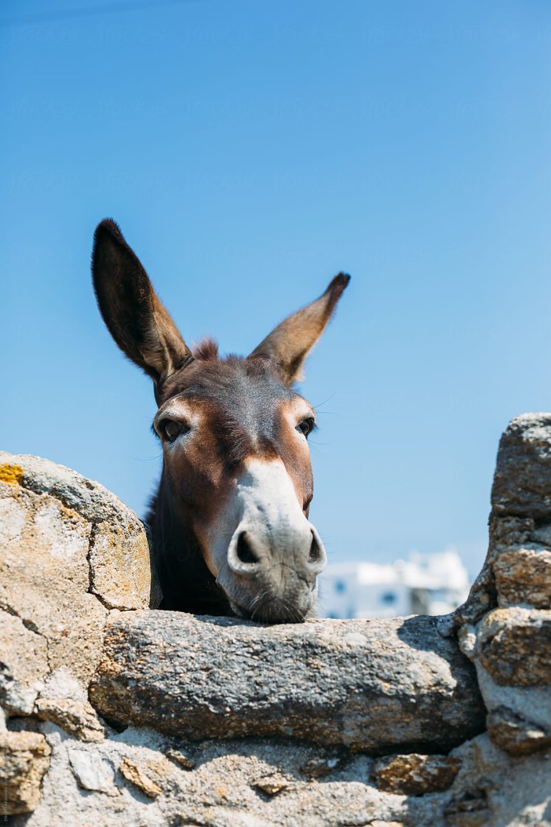 Греция домашние животные