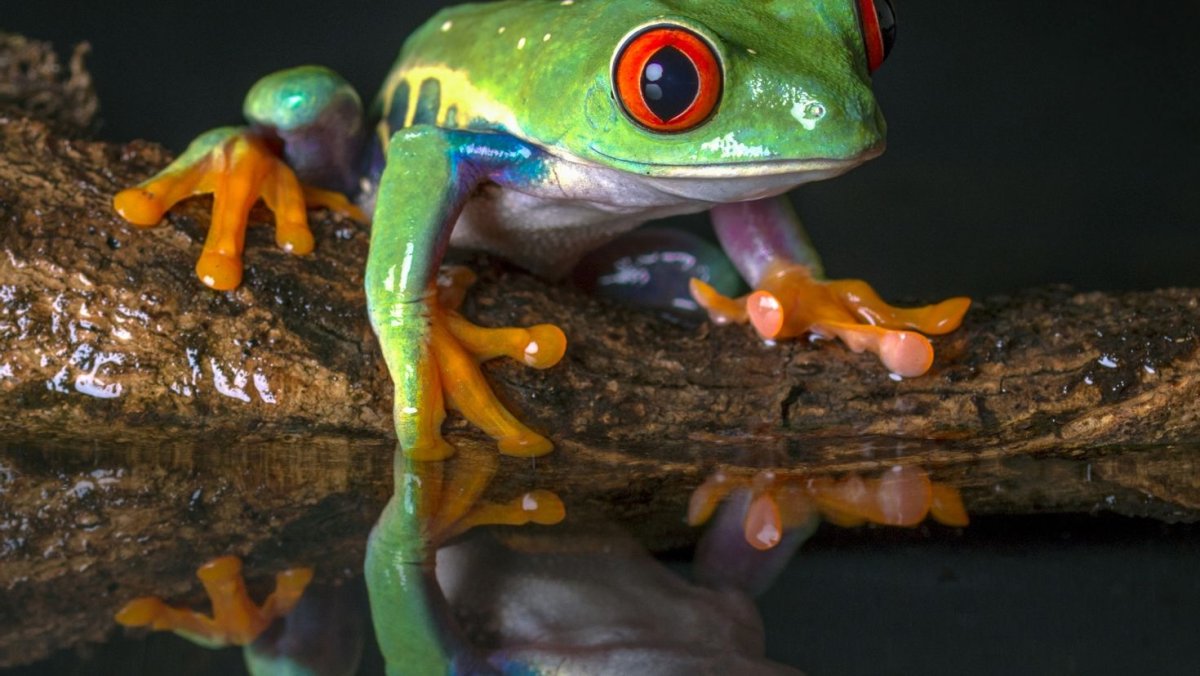 Красноглазая квакша