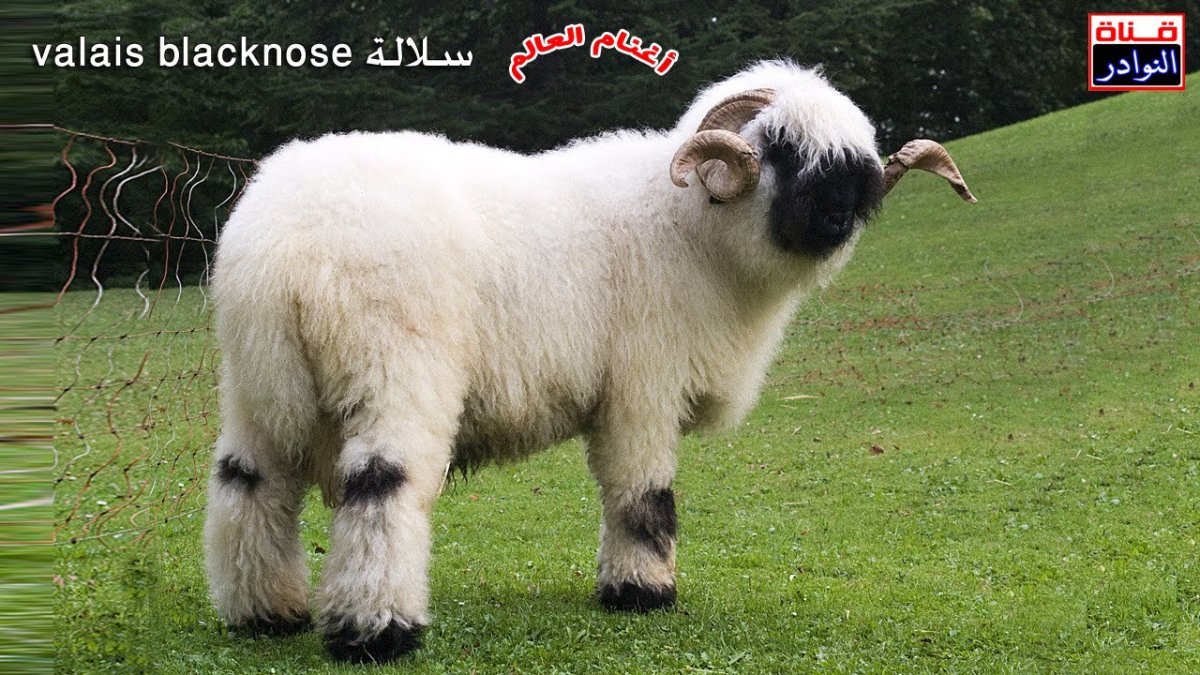 Валлийские черноносые овцы