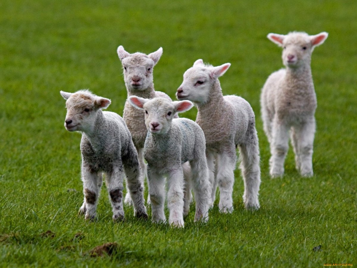 Тоскана коза