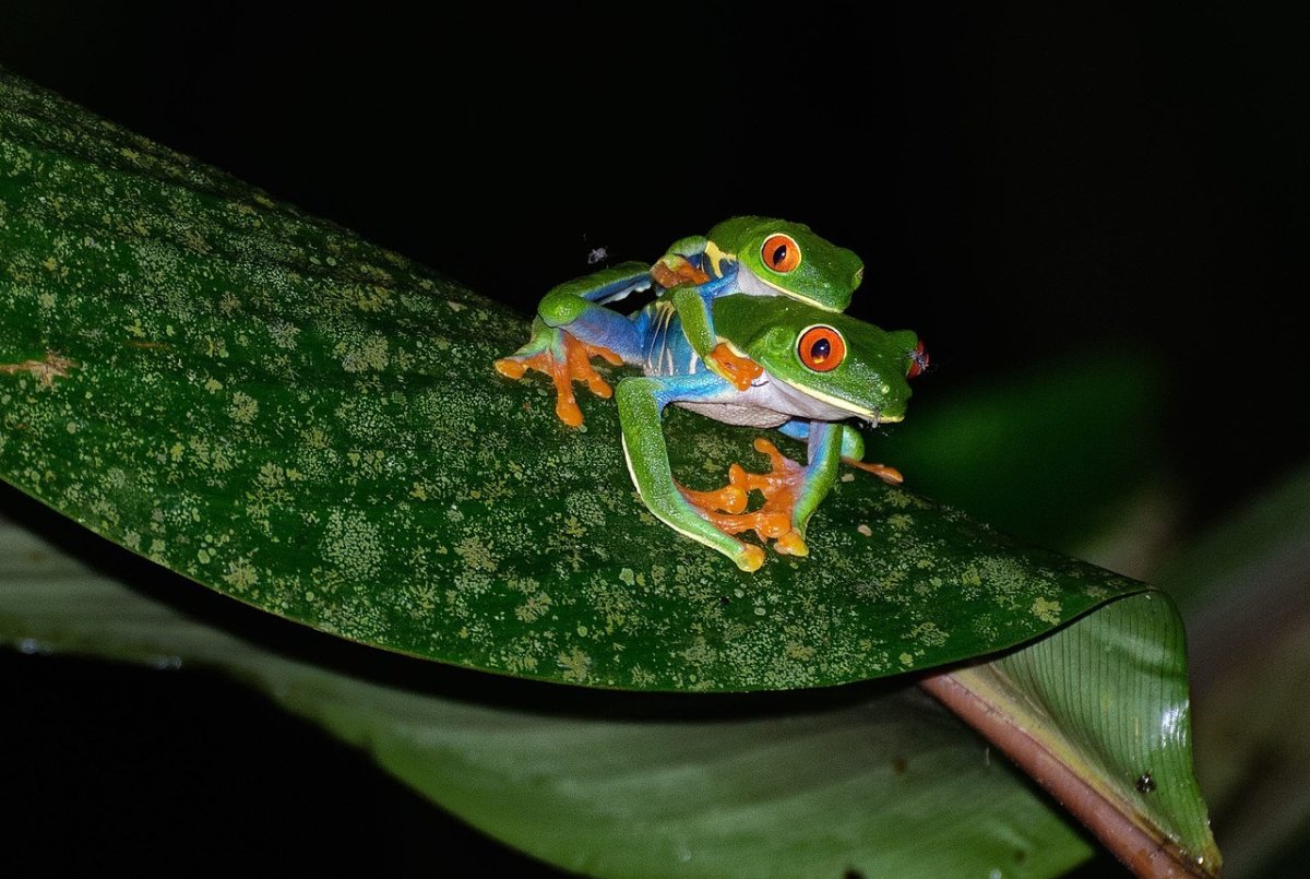 Зеленая лягушка