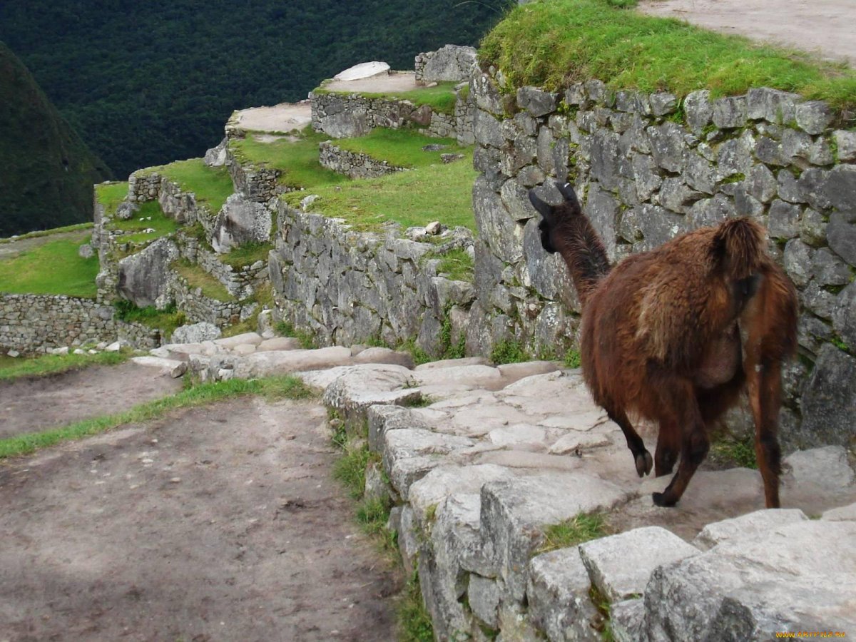 Фотография Тускана животное