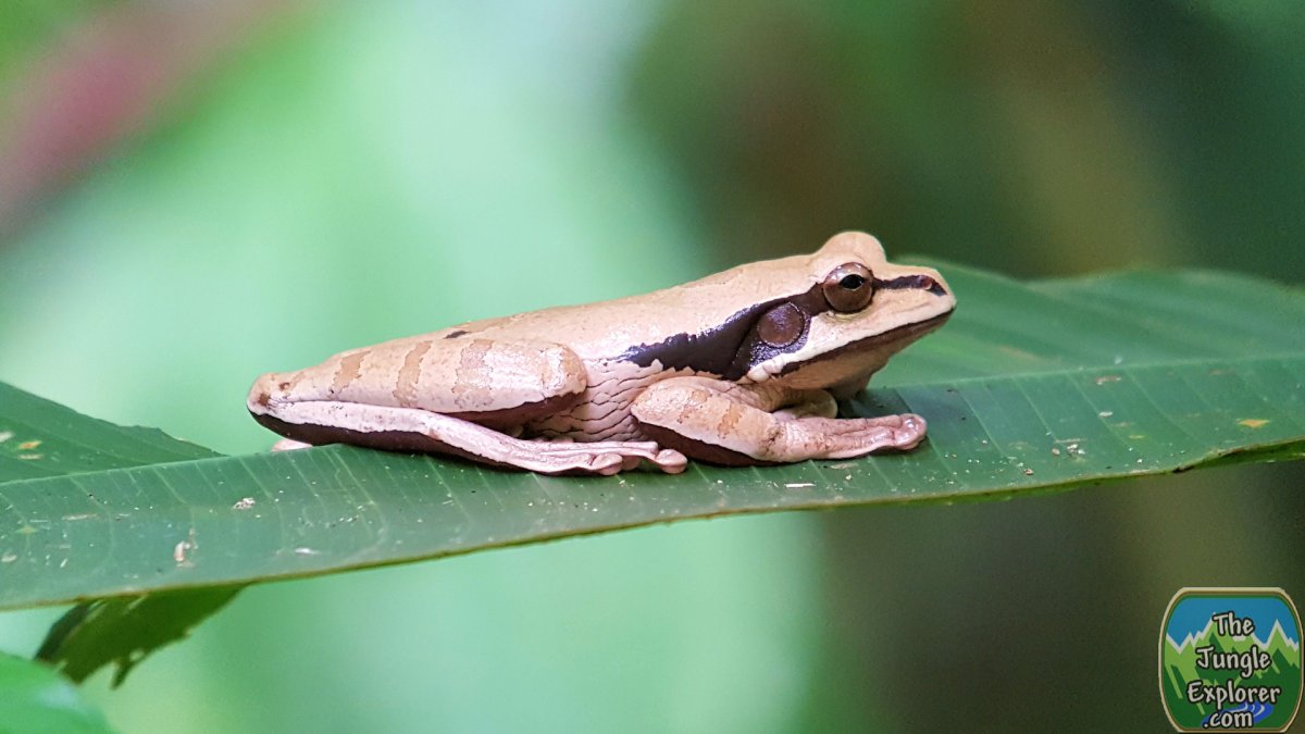 Лягушки тропических лесов красноглазая квакша