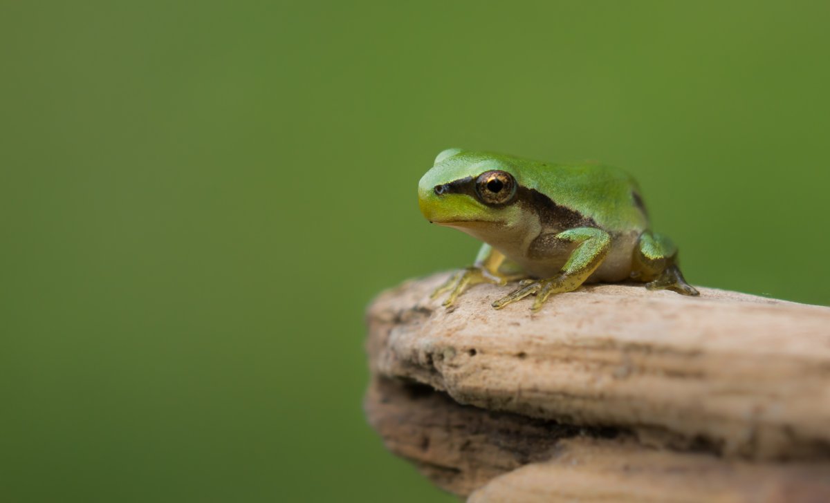 Изумрудная лягушка