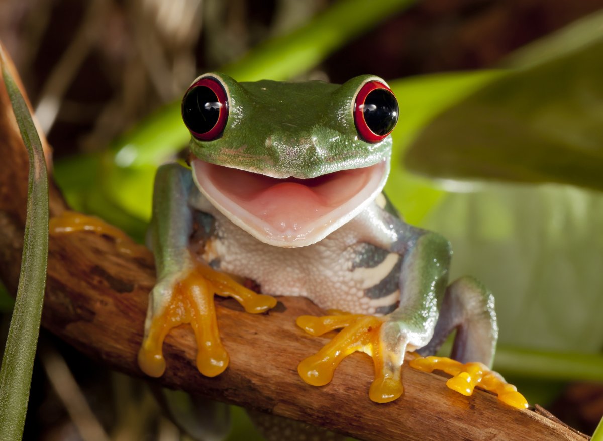 Лягушка с тупым взглядом