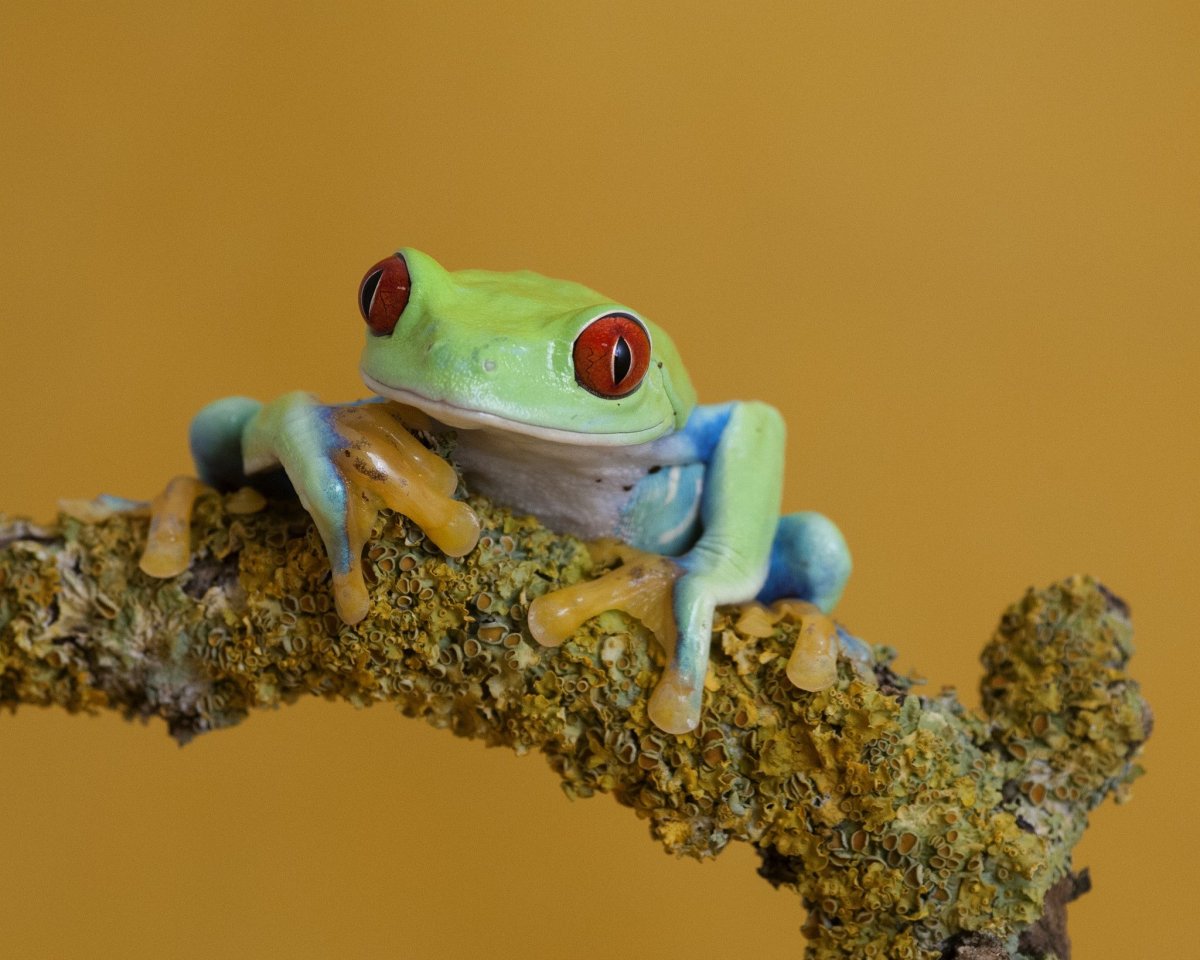 Красноглазая квакша