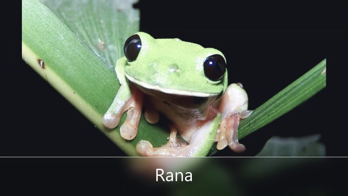 Краснолапая лягушка