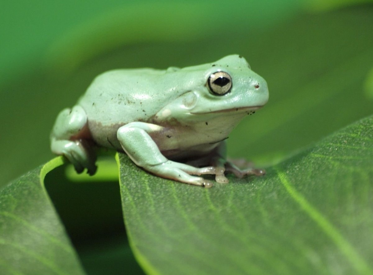 Маскирующаяся лягушка Мадагаскара