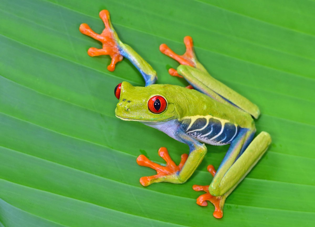 Красная квакша