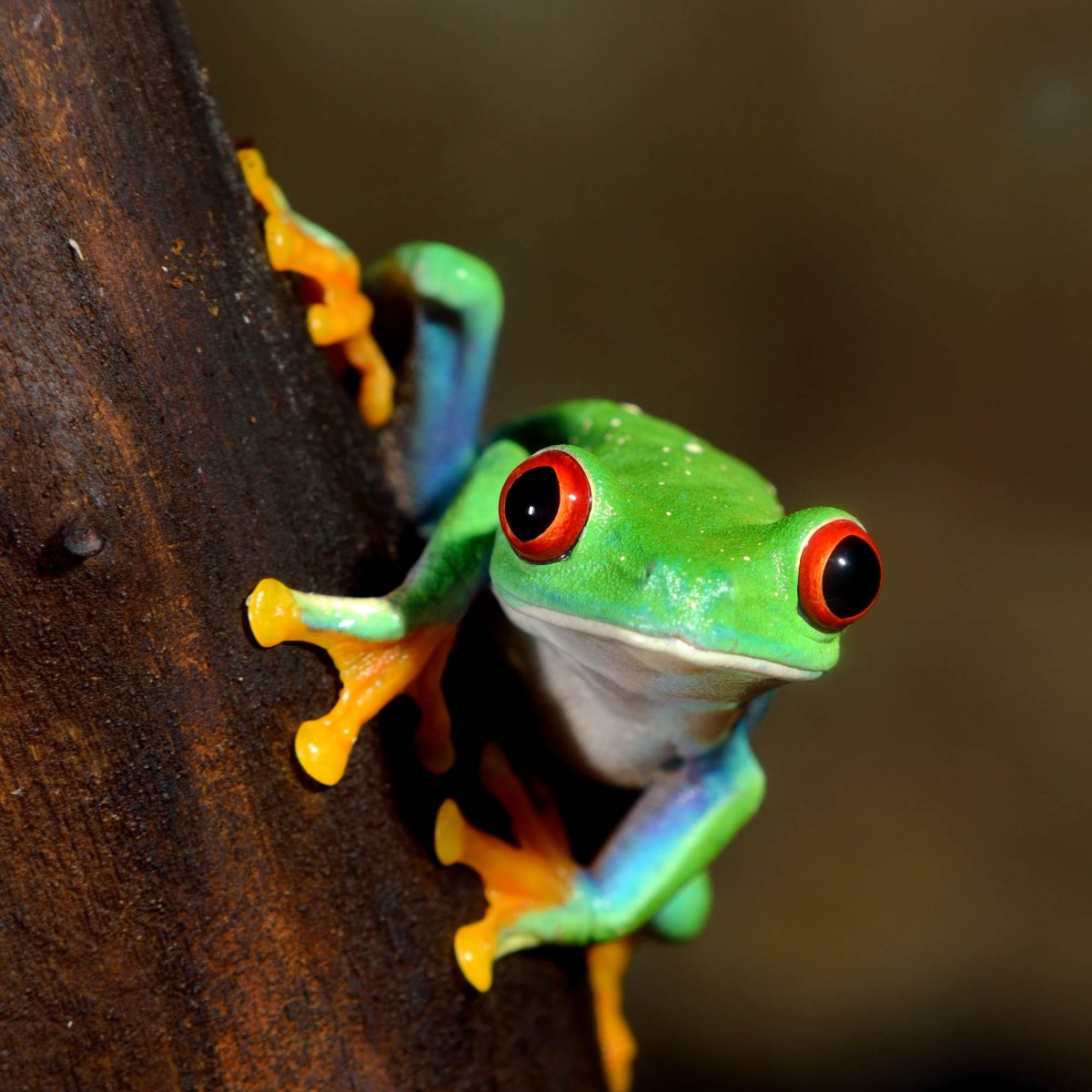 South American Tree Frog
