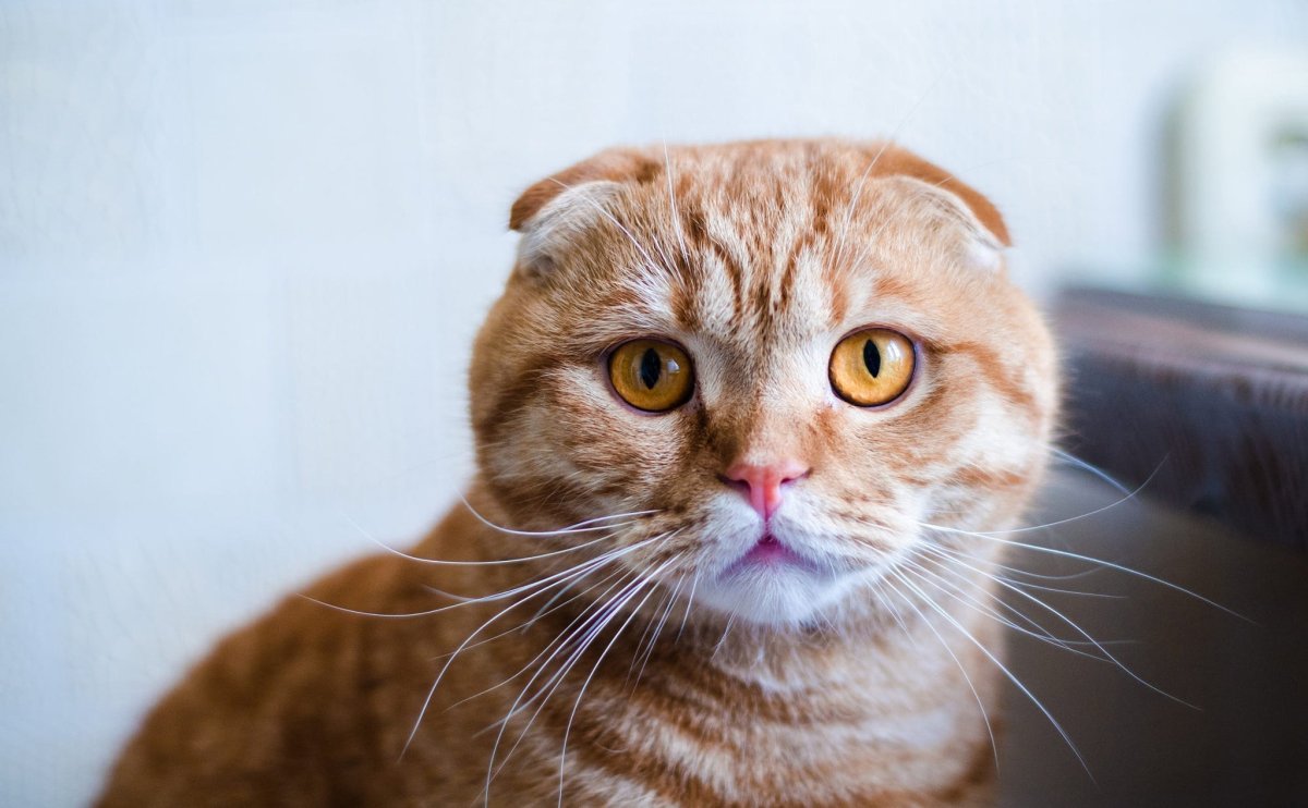 Шотландская вислоухая кошка рыжая