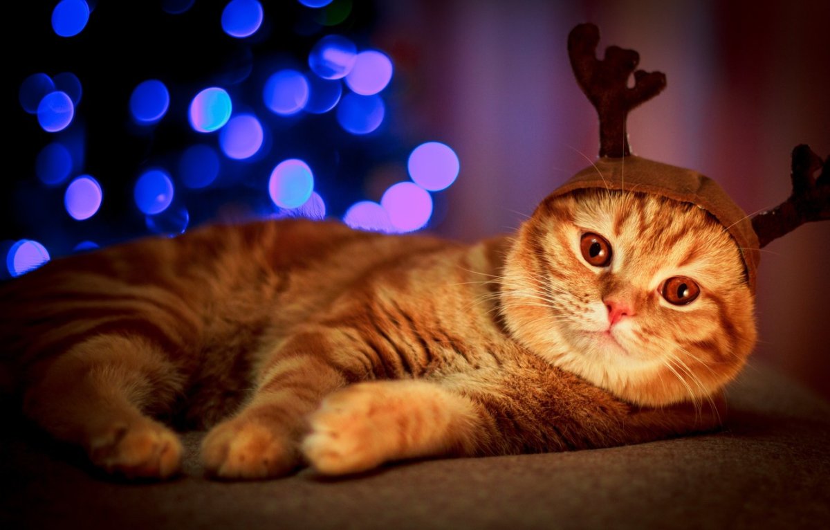 Котик вислоухий шотландец