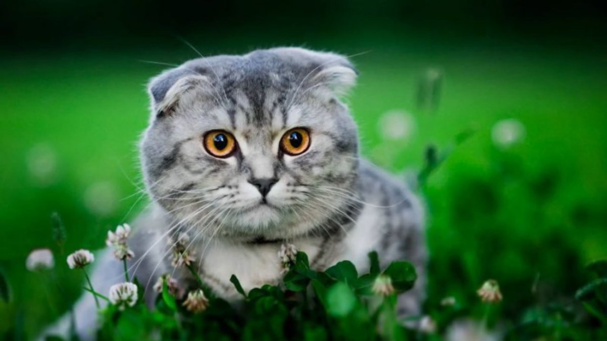 Шотландский вислоухий кот рыжий