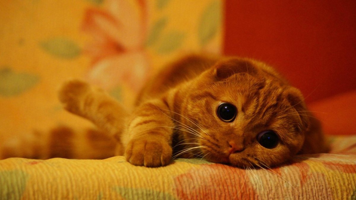 Толстый скоттиш фолд