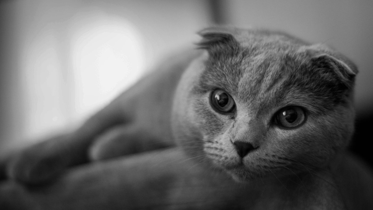 Скоттиш фолд голубой