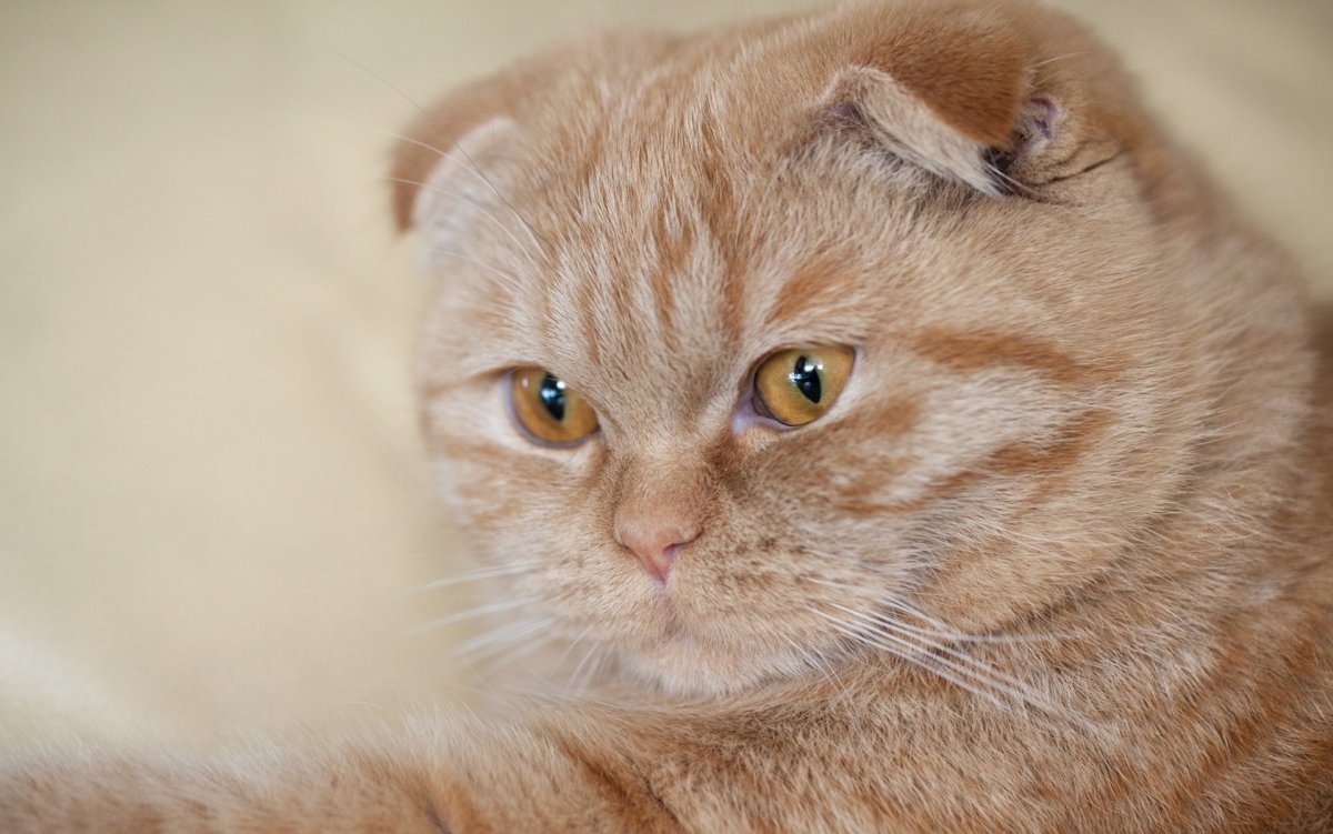 Манчкин британец вислоухий