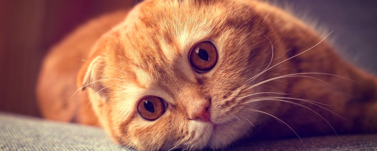 Маленький котенок