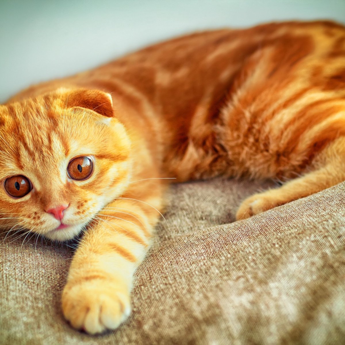 Шотландская вислоухая голубая