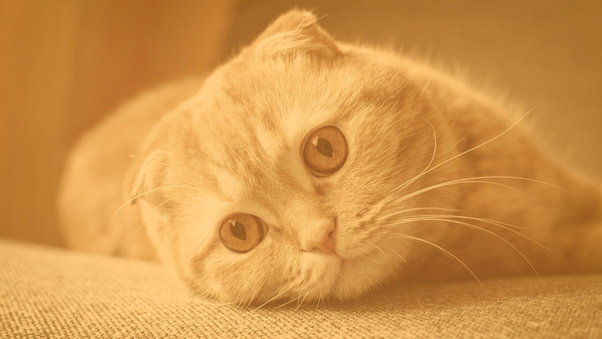 Шотландская вислоухая кошка