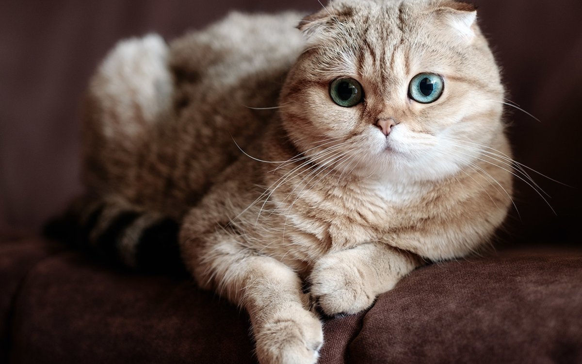 Скоттиш фолд