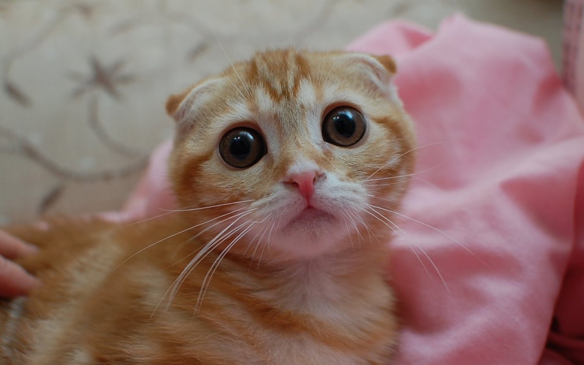 Рыжий вислоухий кот