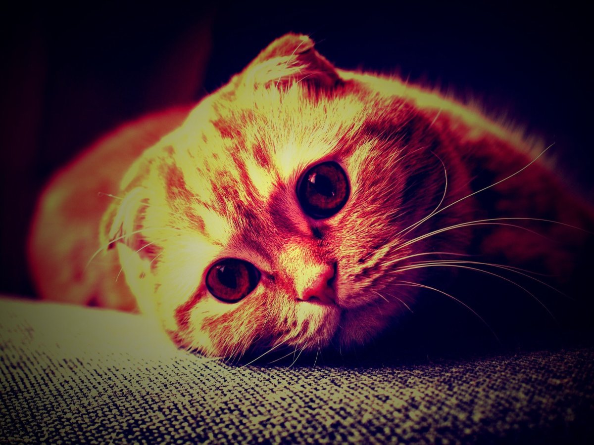 Вислоухие коты арт