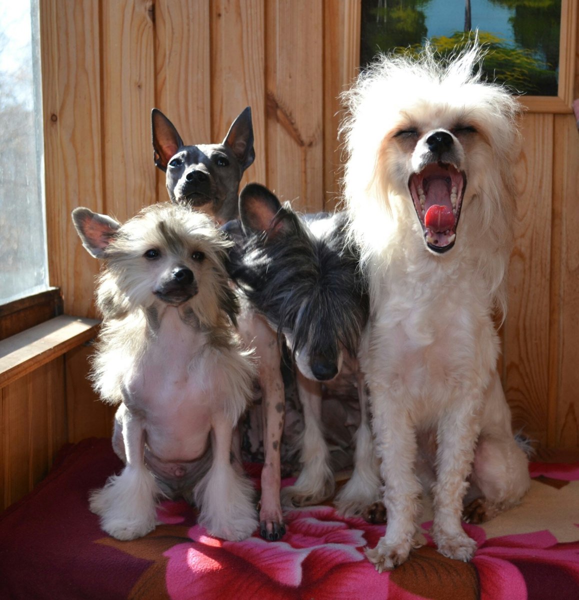 Болонка метис китайская хохлатая пуховая