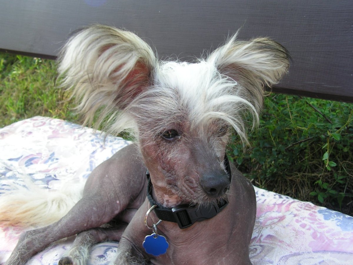 Китайская хохлатая Йоркширский